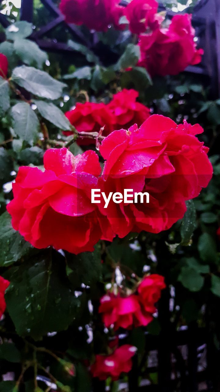 CLOSE-UP OF PINK ROSES