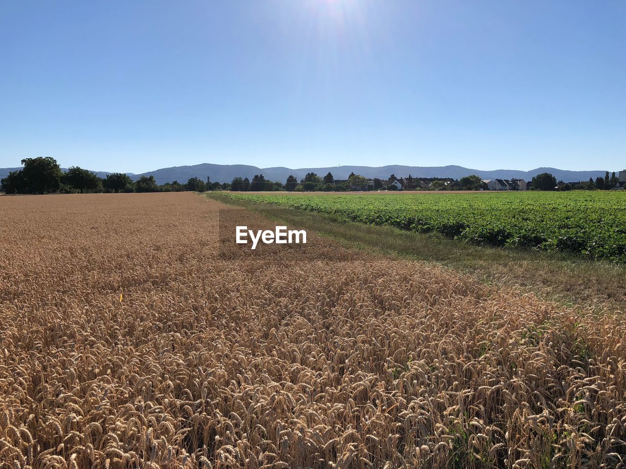 FIELD AGAINST CLEAR SKY