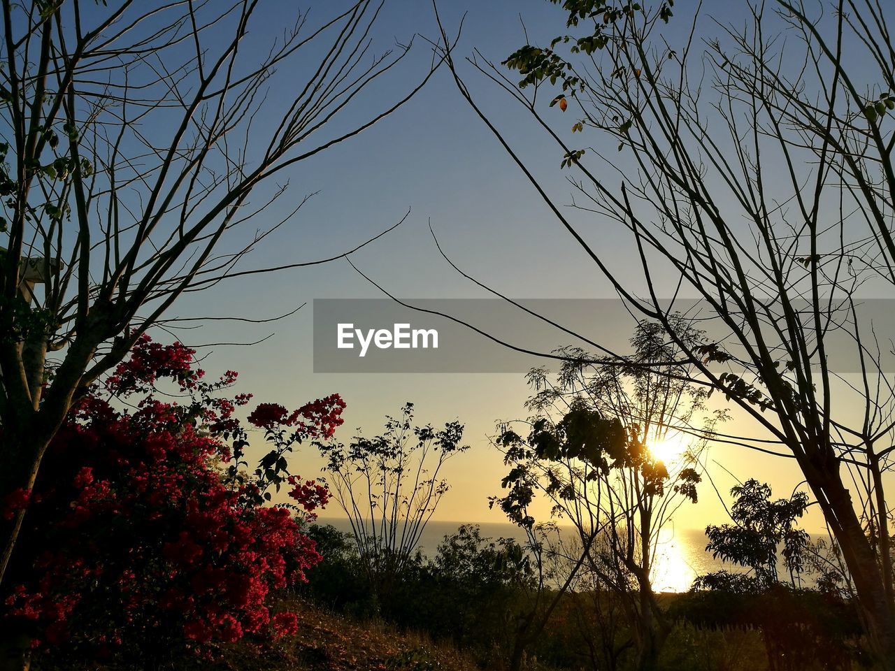 SILHOUETTE TREES AGAINST SKY DURING SUNSET