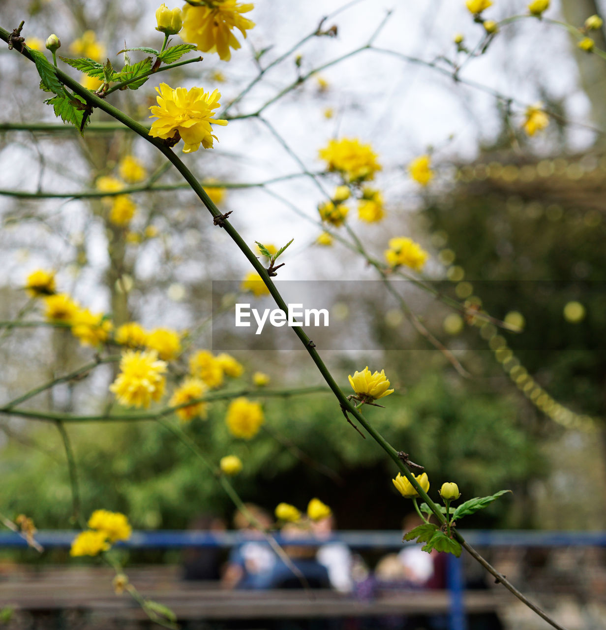 CLOSE-UP OF YELLOW FLOWER