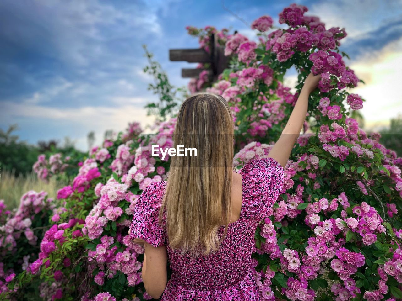 Rear view of woman with long blonde hair picking up pink roses from the garden on a cloudy day