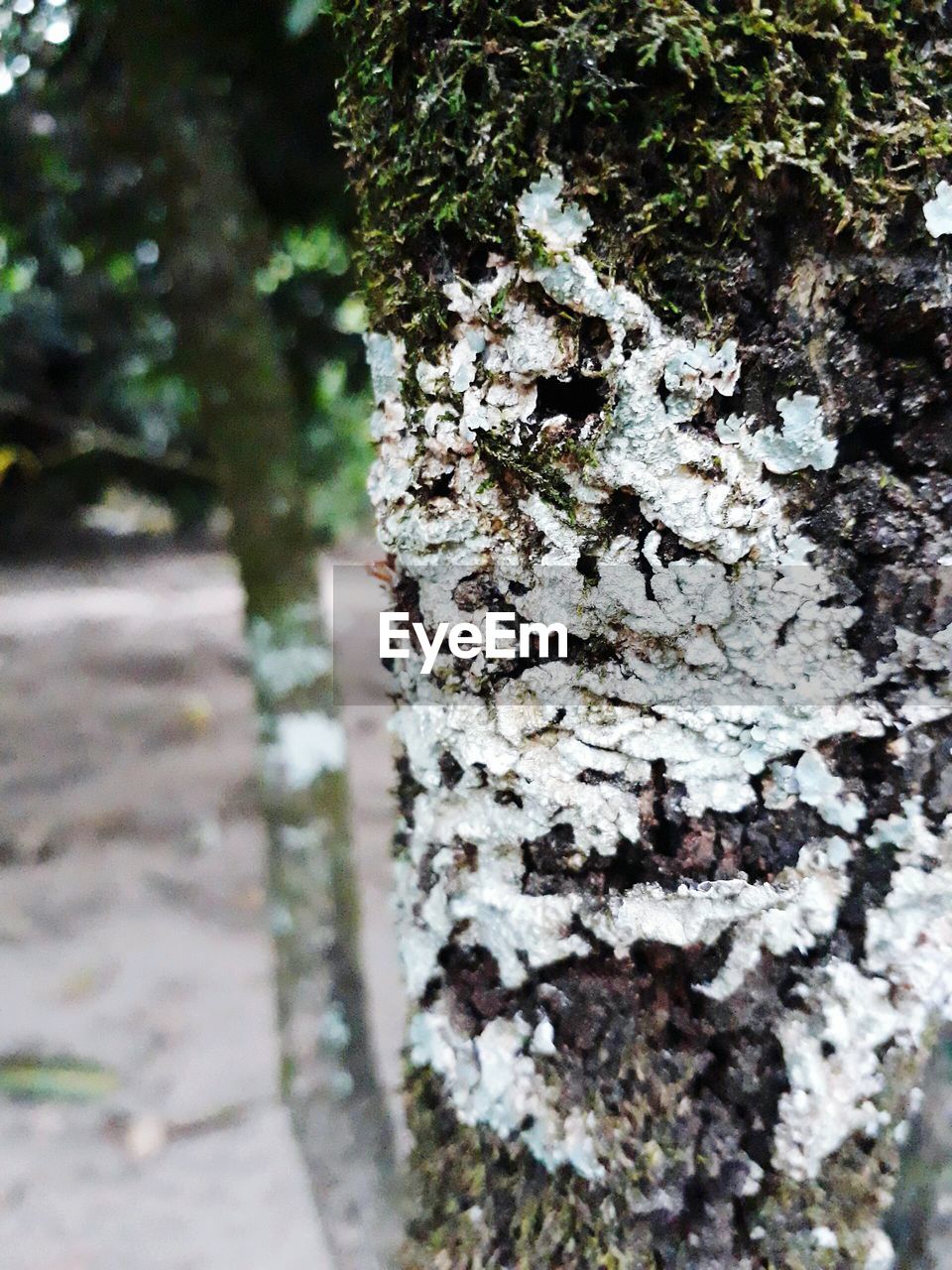 CLOSE-UP OF ANTS ON TREE