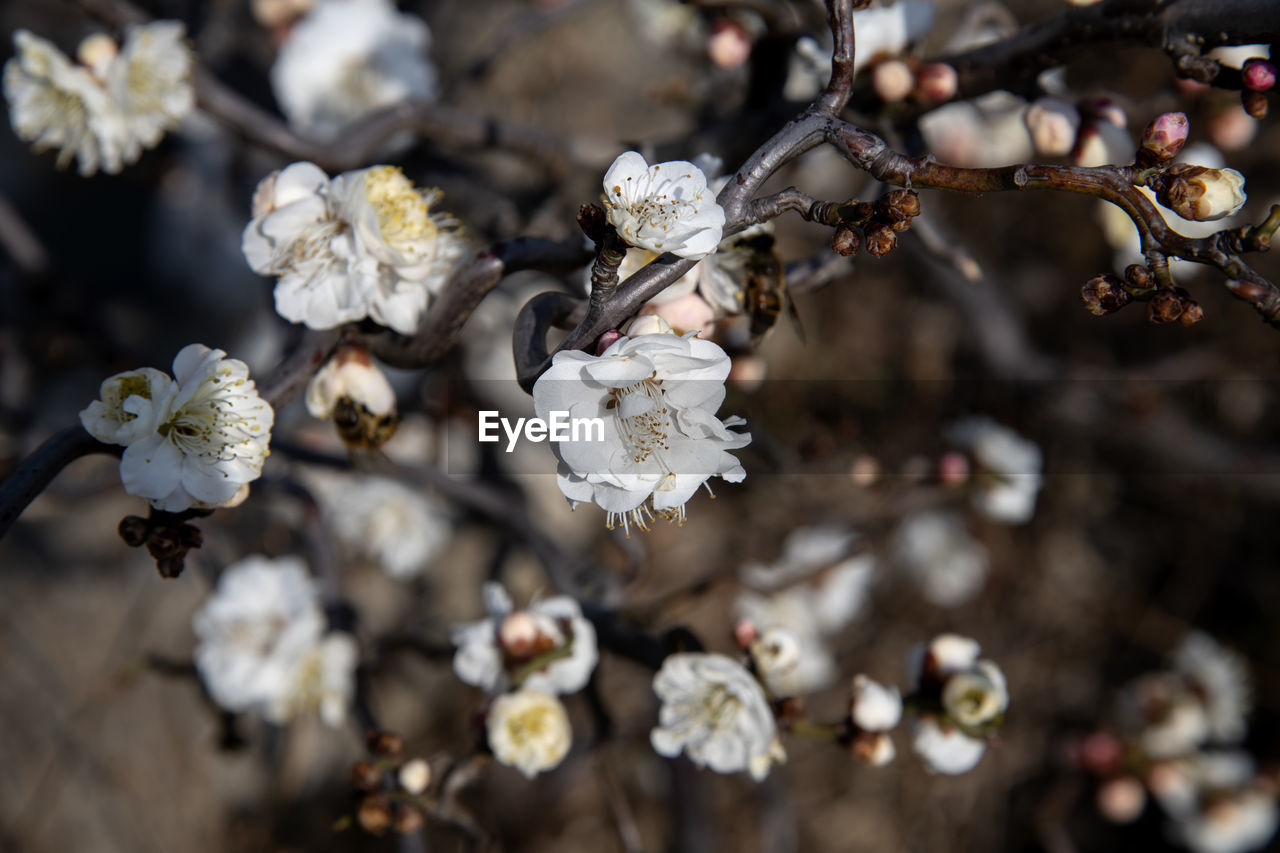 Close-up of white apricot flower 