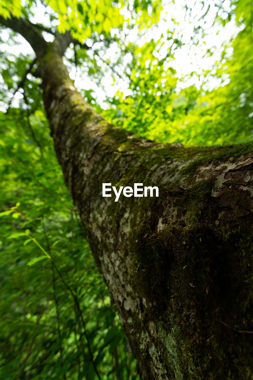 CLOSE-UP OF TREE TRUNKS IN FOREST