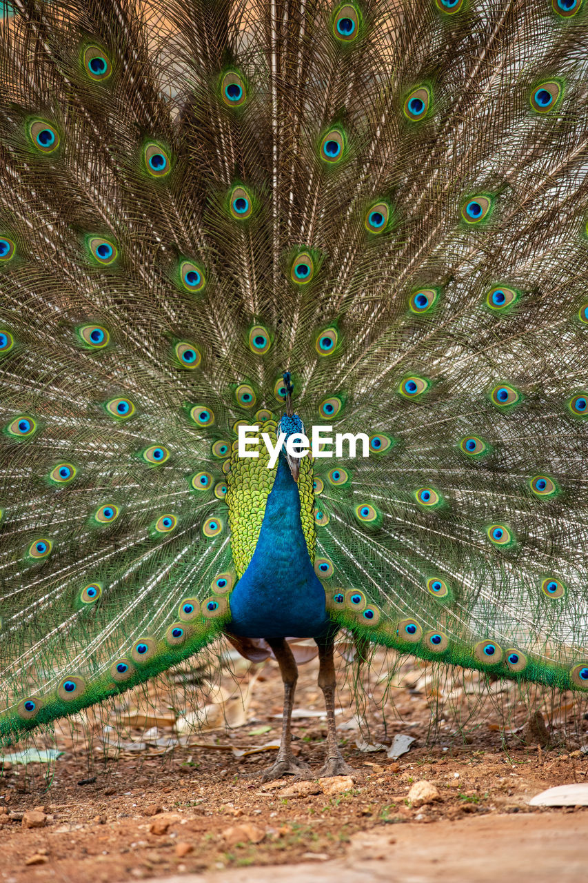 Peacock feathers in a field