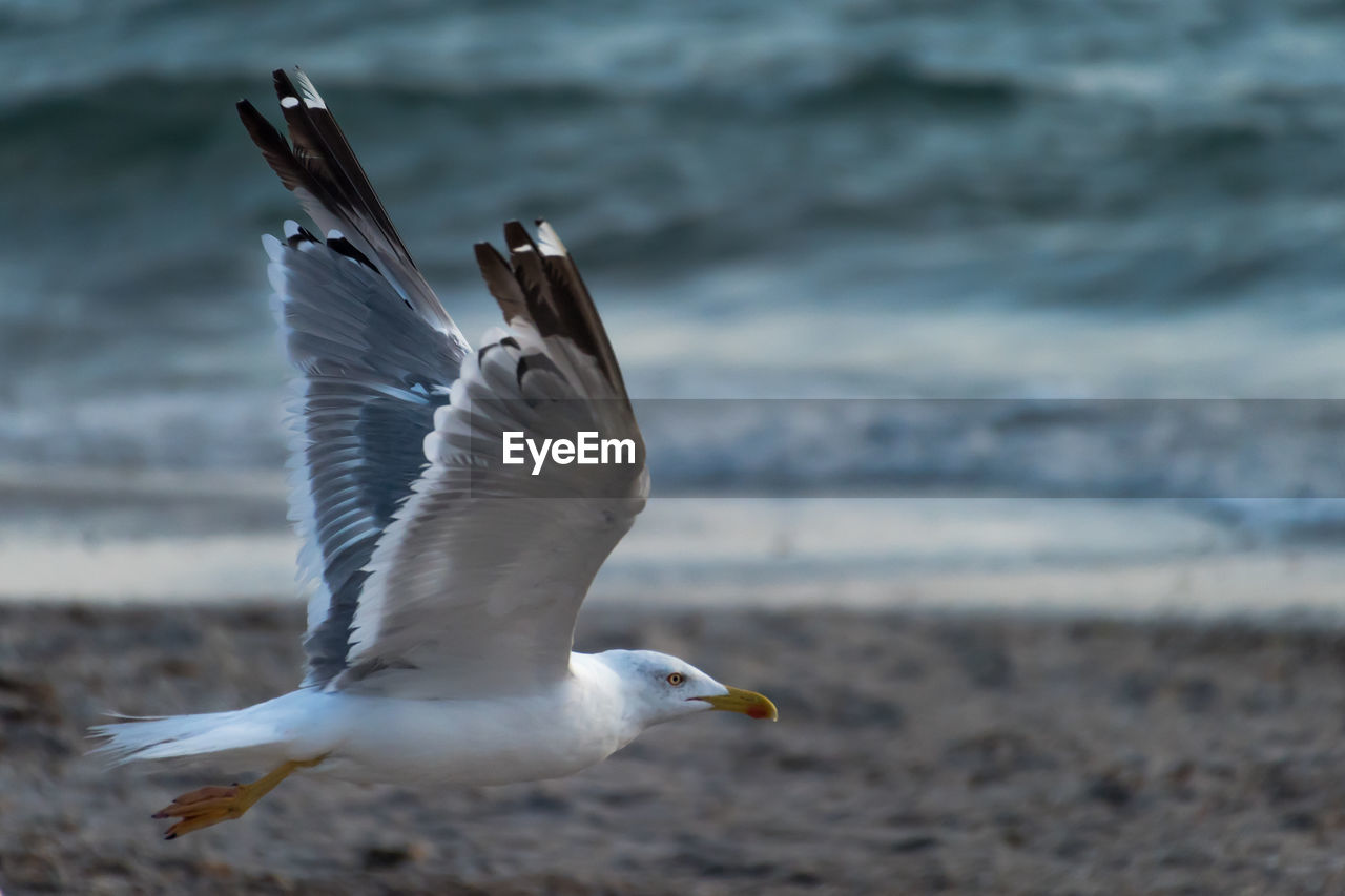 Close-up of seagull flying over beach