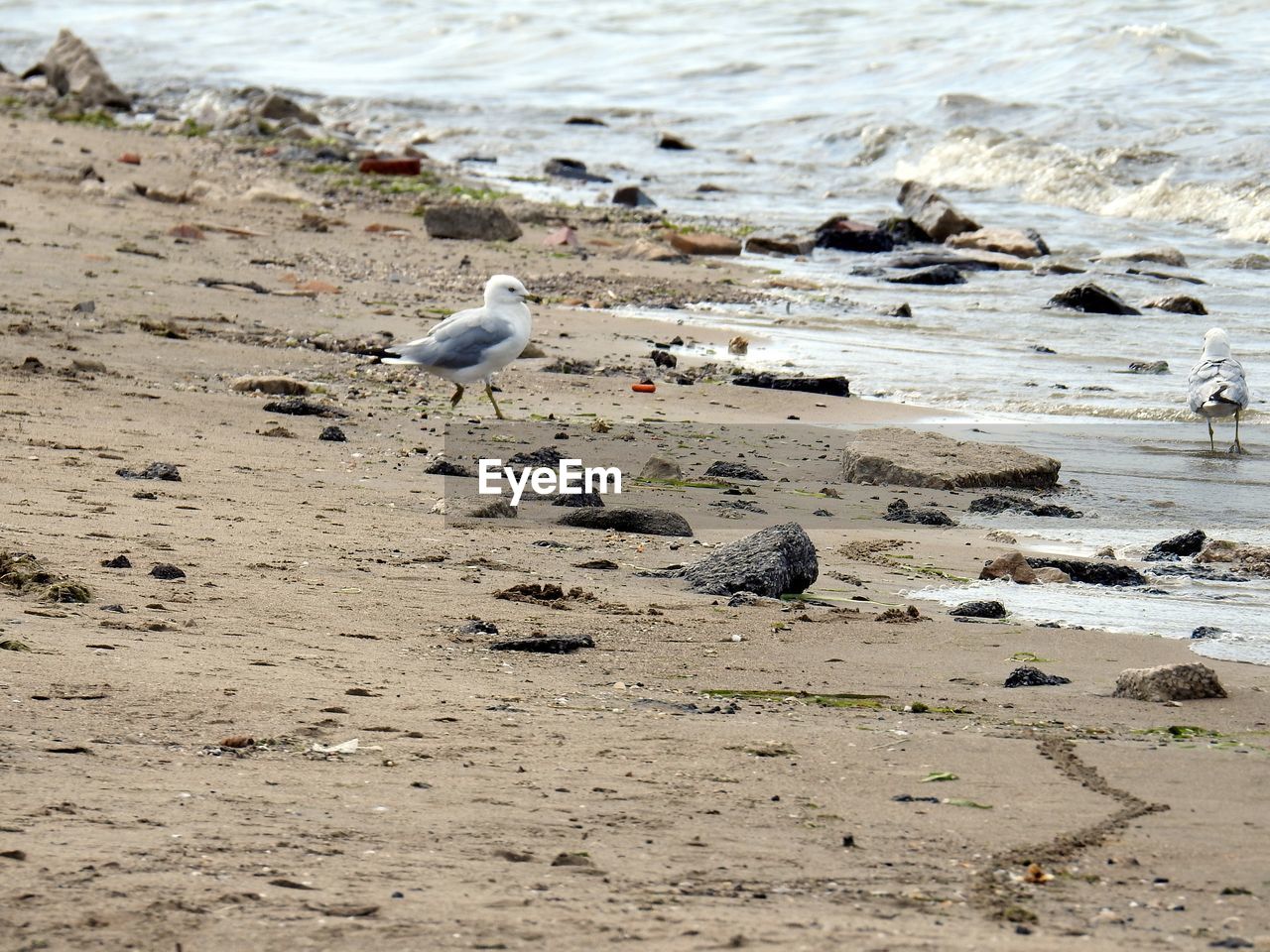 Seagulls perching on sand at beach