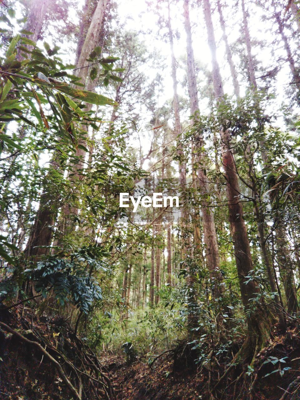 LOW ANGLE VIEW OF TREE IN FOREST