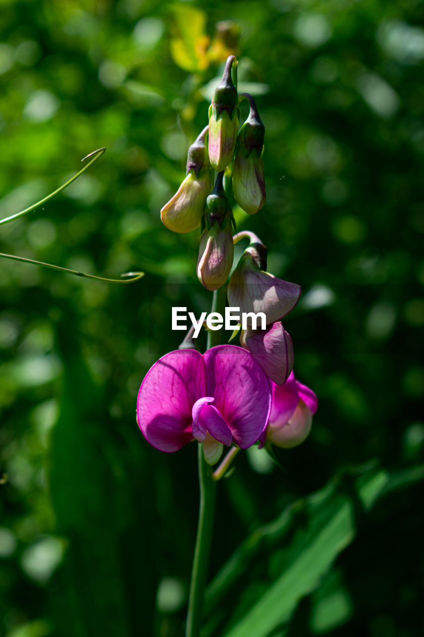 Close-up of pink flowering plant