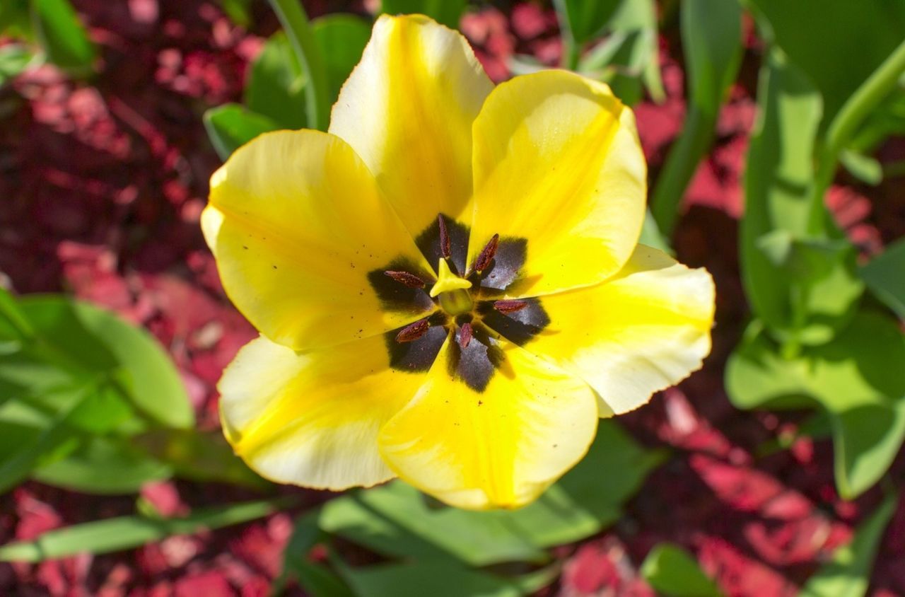 Close-up of yellow tulip