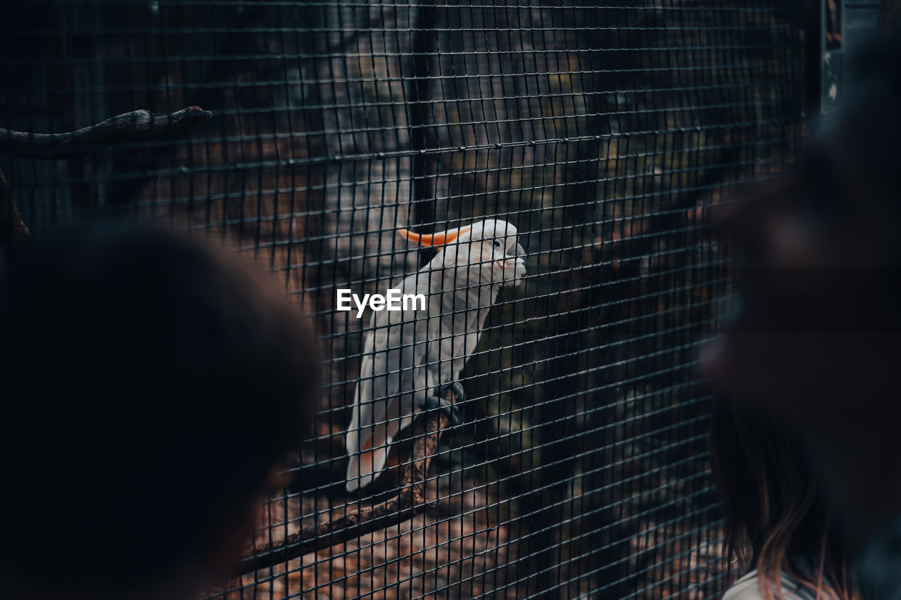 Rear view of bird in cage