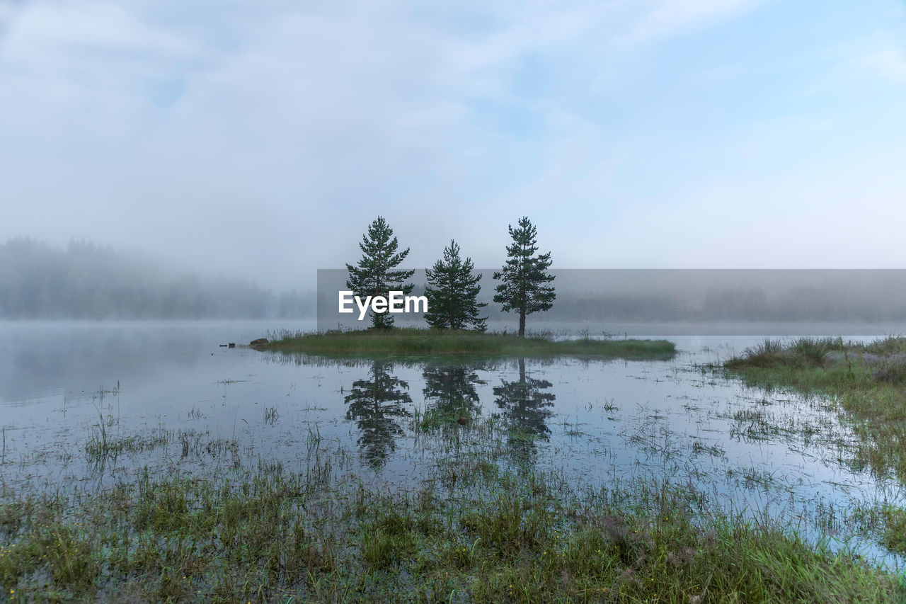 PLANTS GROWING BY LAKE AGAINST SKY