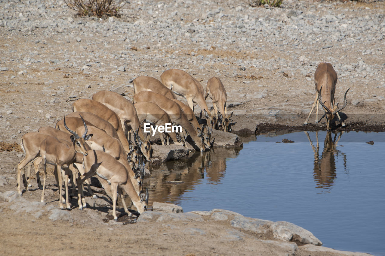 Gazelles drinking from waterhole