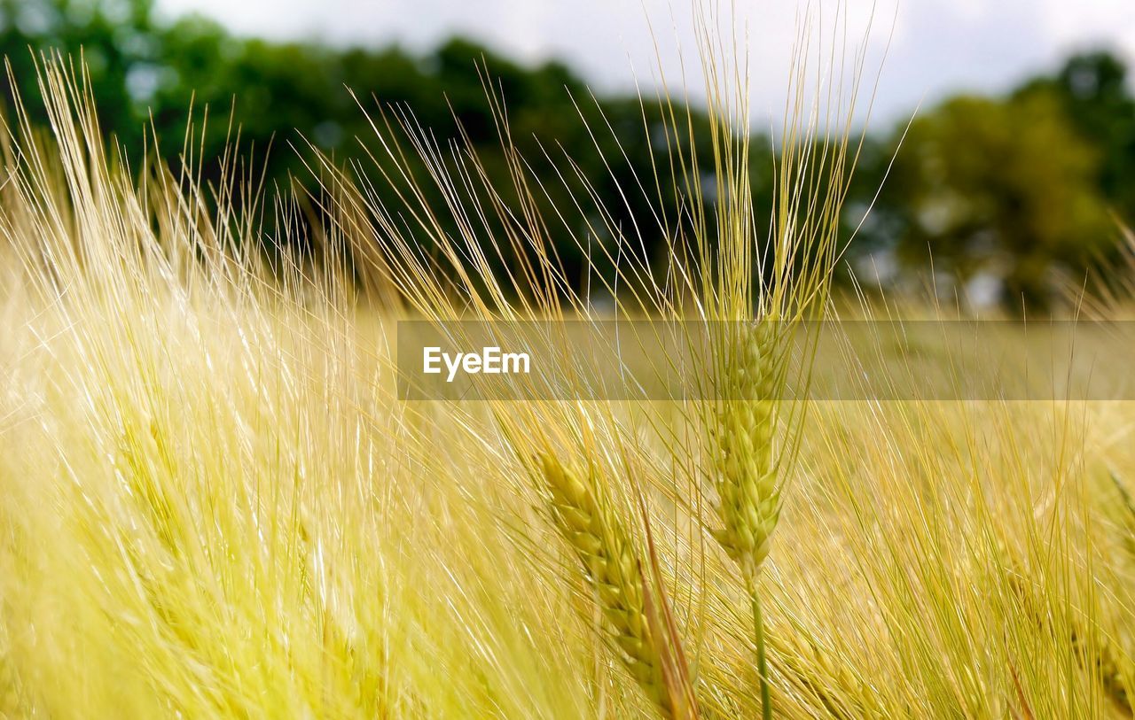 Close-up of grass growing in field