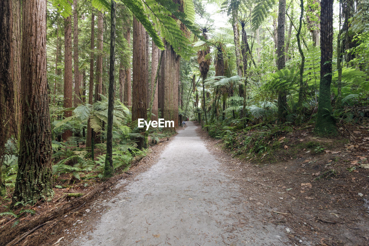 Road amidst trees in forest