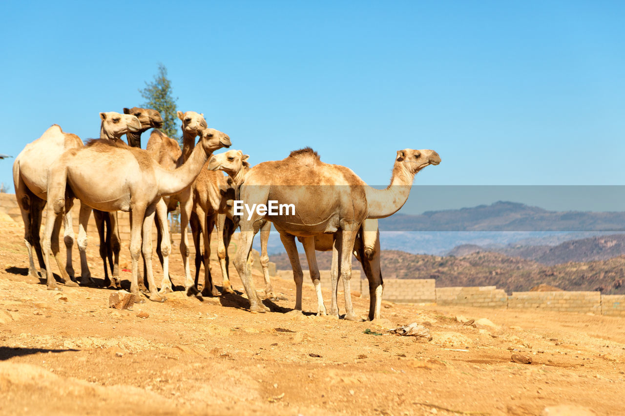 CAMELS IN DESERT