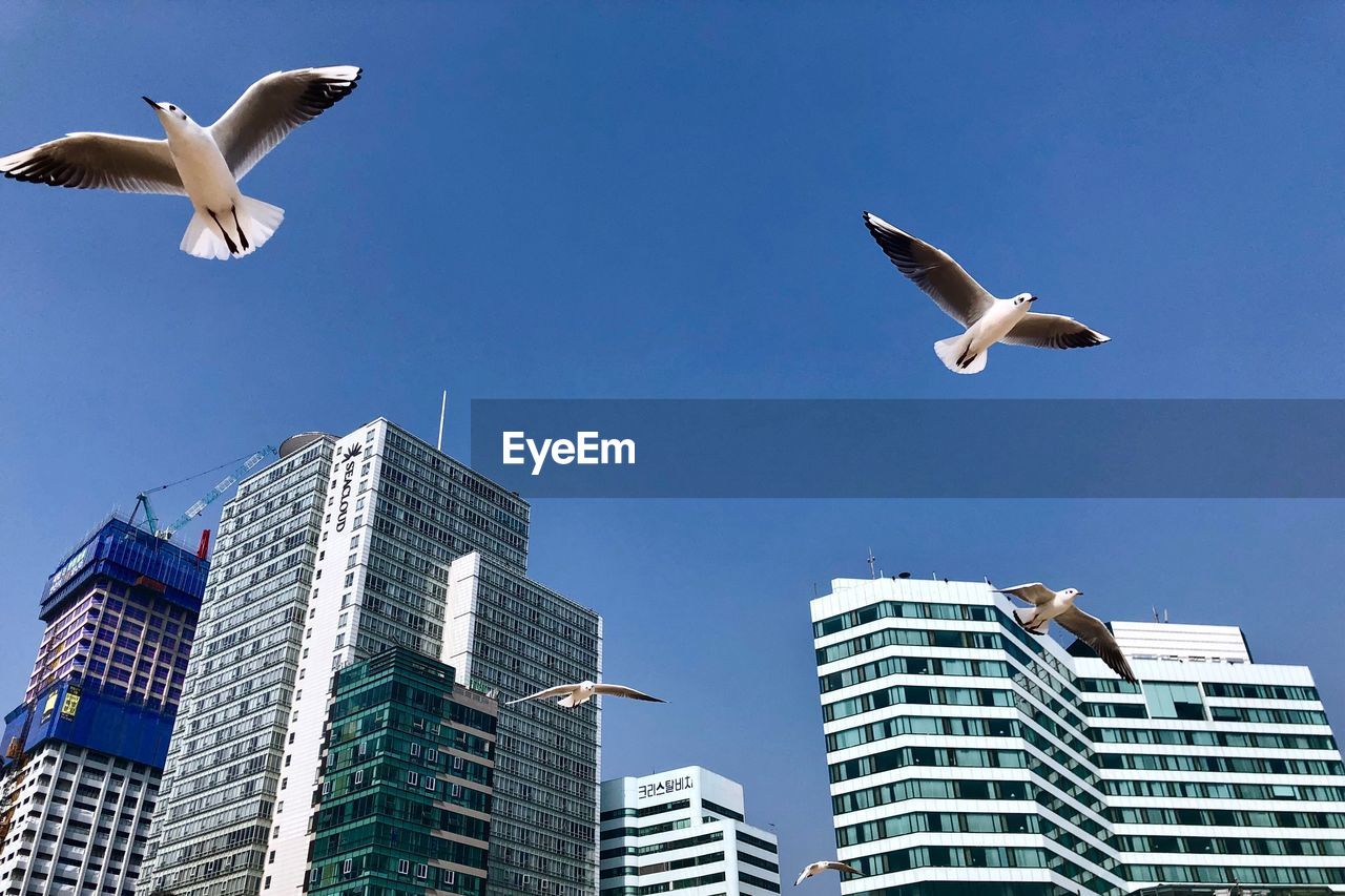 LOW ANGLE VIEW OF SEAGULLS FLYING AGAINST BUILDINGS