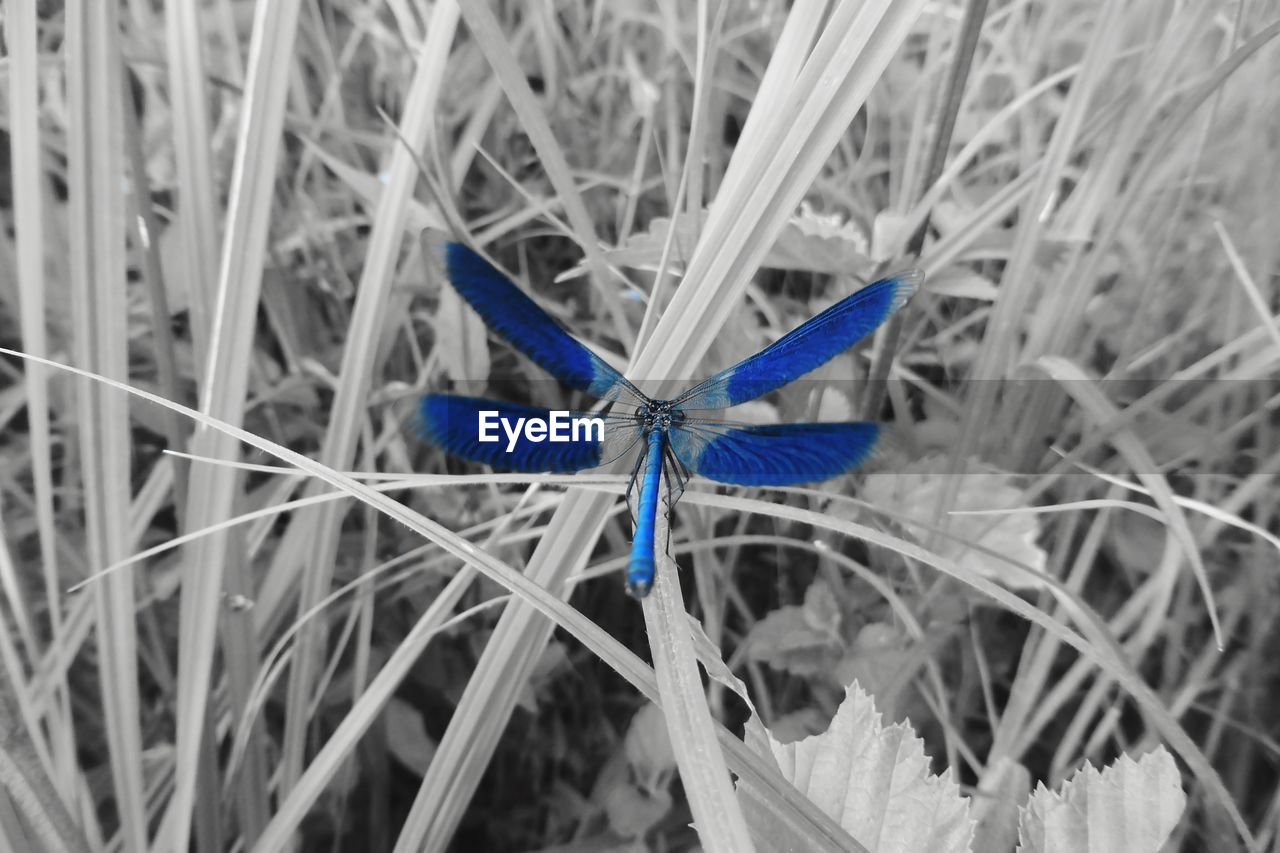 CLOSE-UP OF BUTTERFLY ON PLANT