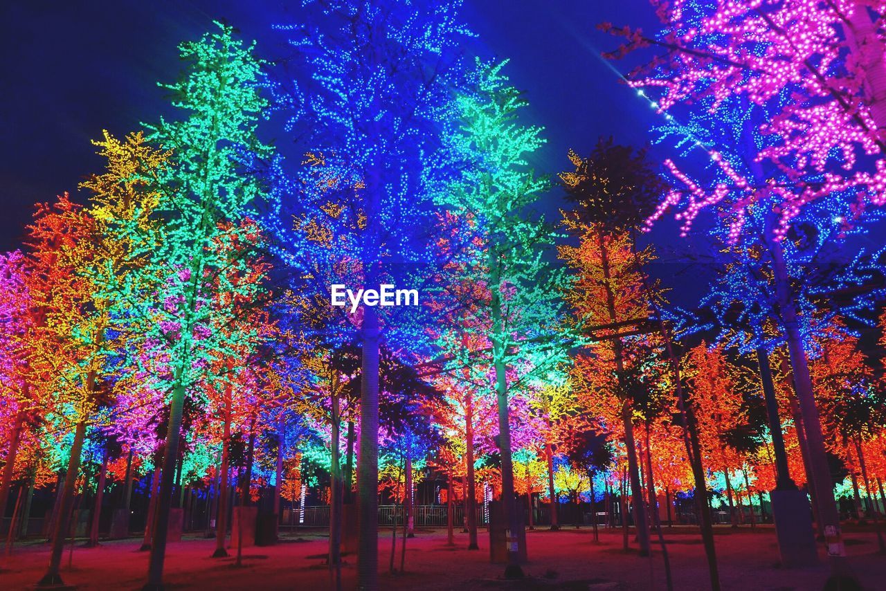 Illuminated trees at night