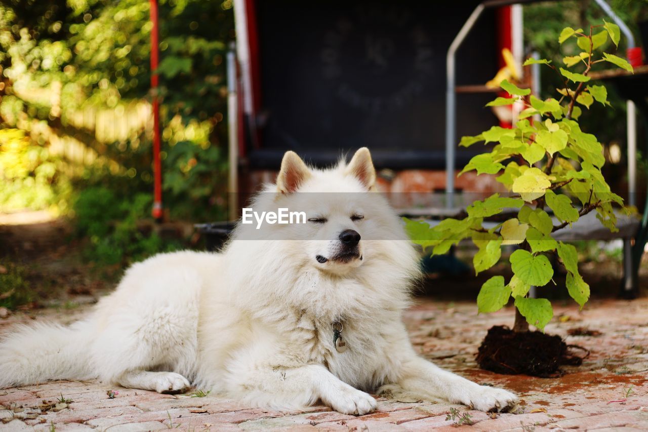 PORTRAIT OF WHITE DOG SITTING ON PLANTS