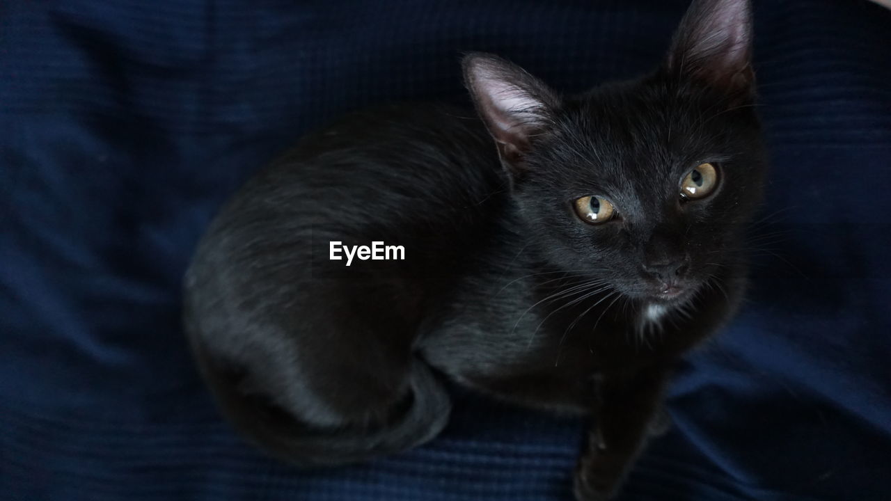 CLOSE-UP OF CAT ON BLANKET AT HOME