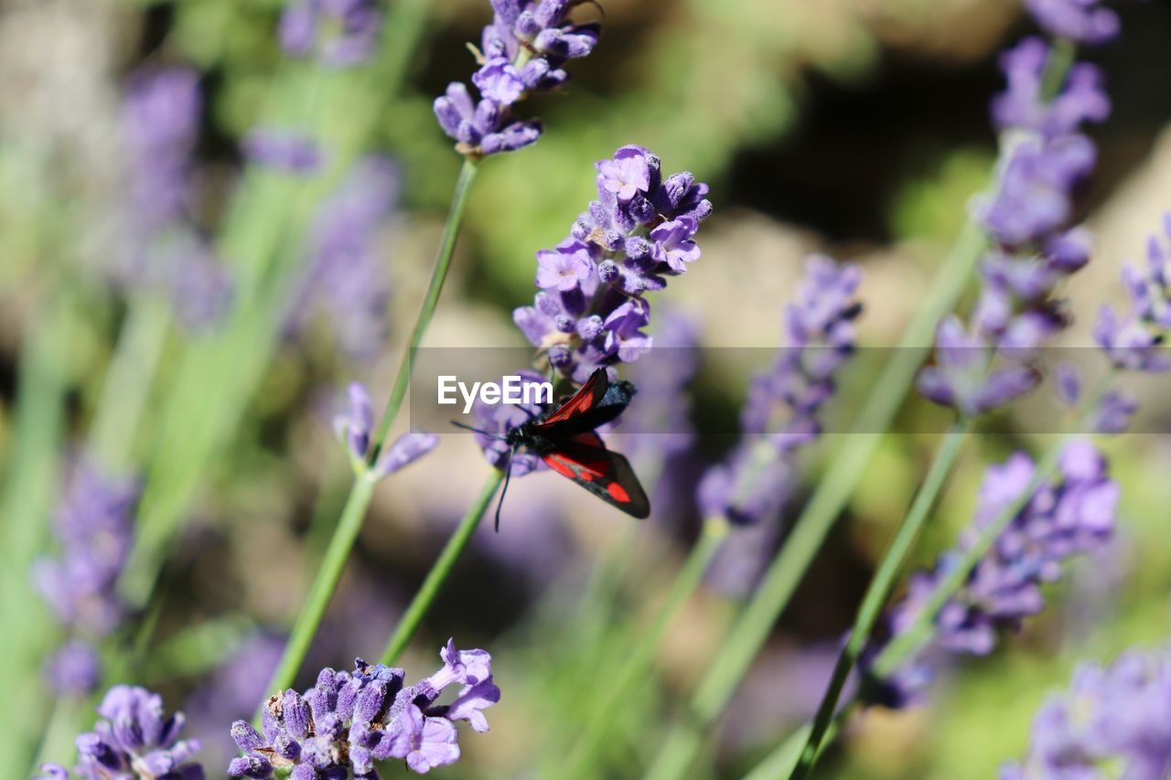 Lavender and butterfly 