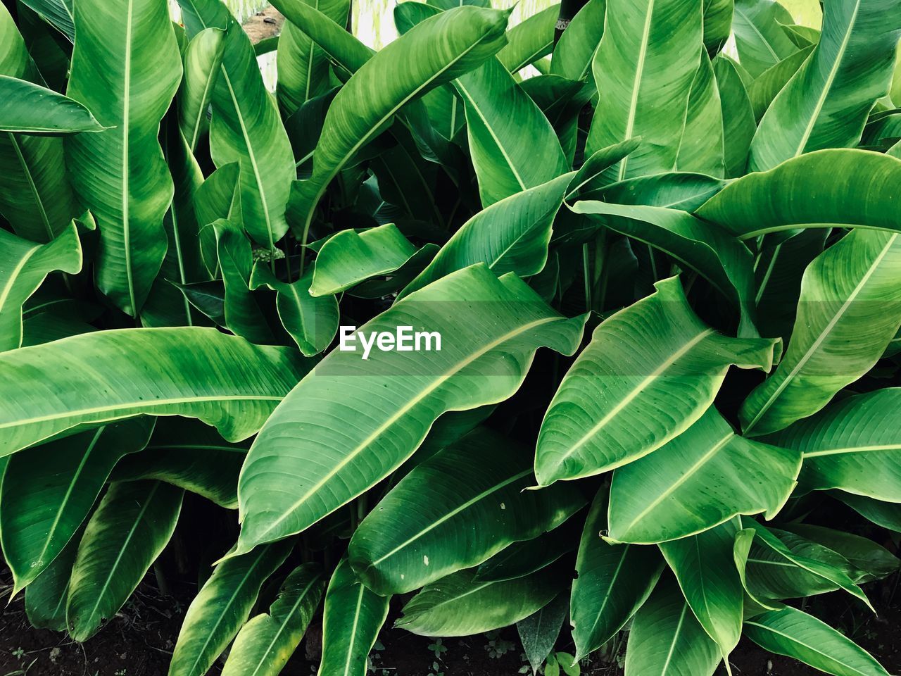 FULL FRAME SHOT OF GREEN LEAVES ON PLANT