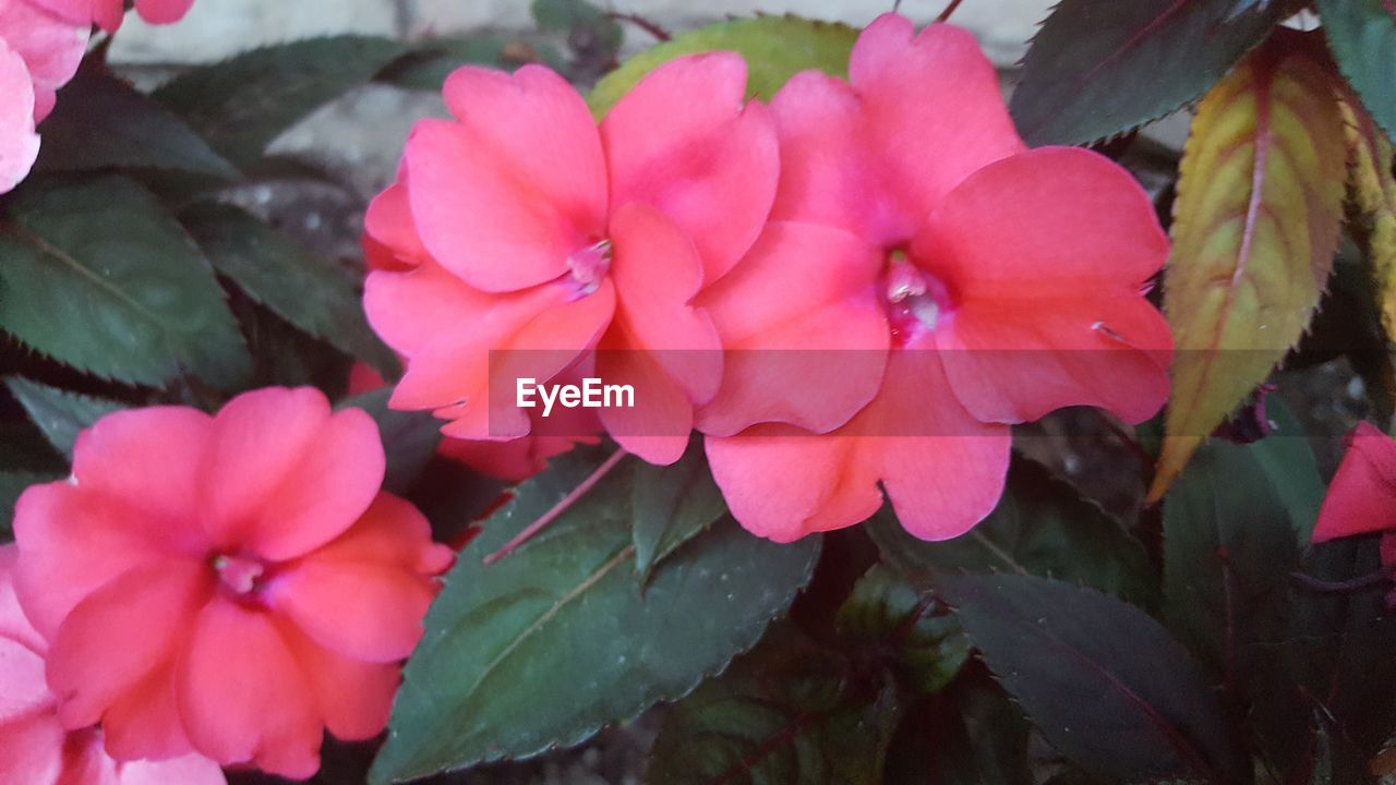 CLOSE-UP OF FRESH PINK FLOWERS BLOOMING OUTDOORS