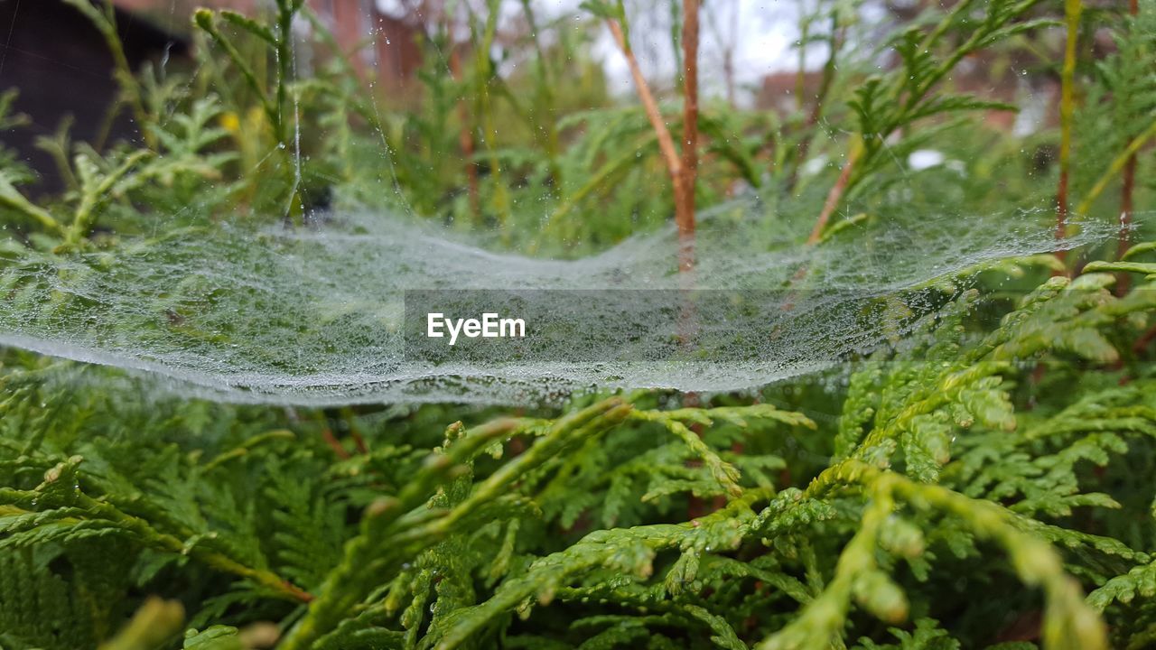 CLOSE-UP OF WET SPIDER WEB ON PLANT LEAVES