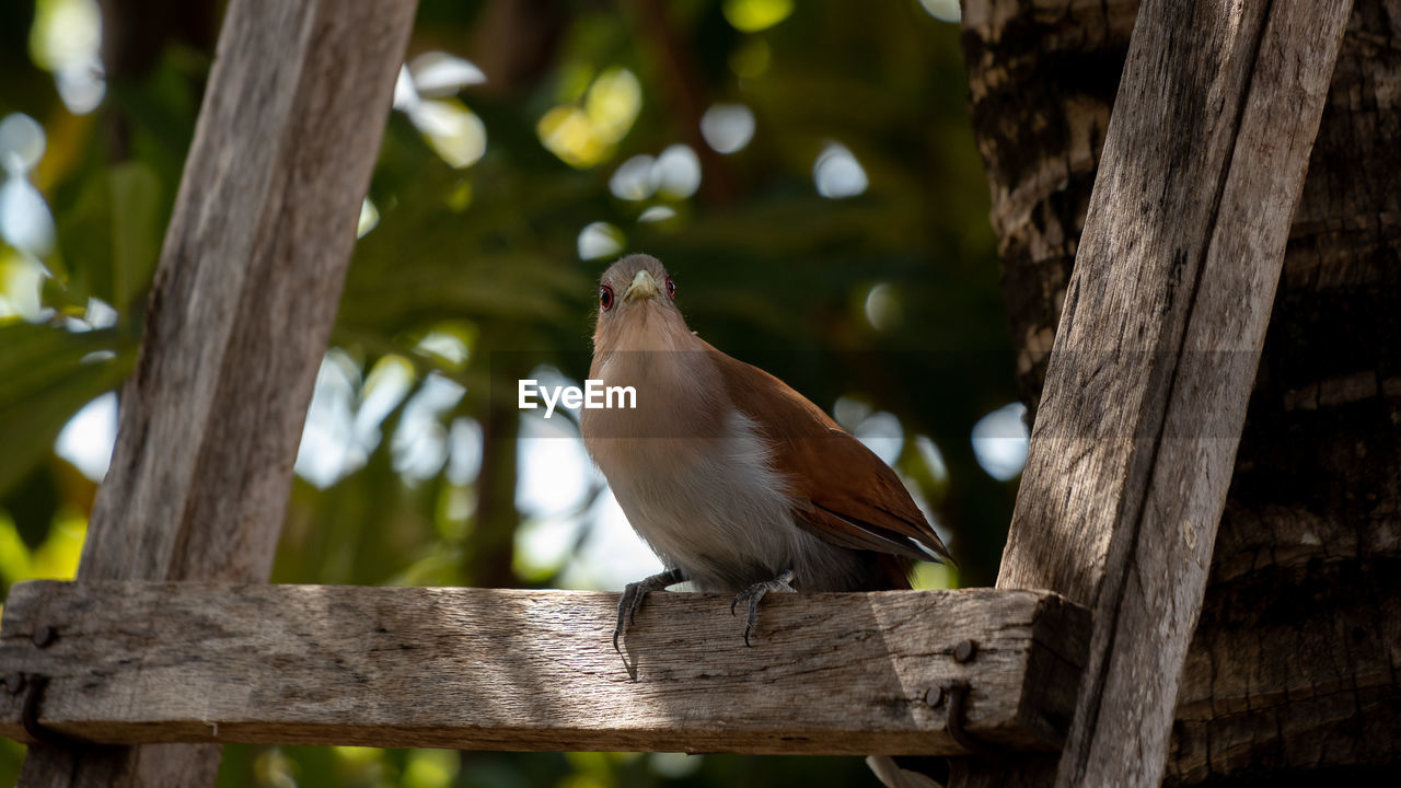 CLOSE-UP OF BIRD PERCHING ON TREE BRANCH