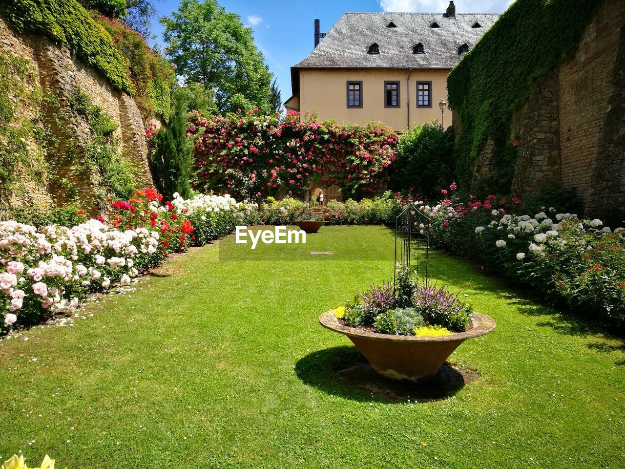 Rose garden