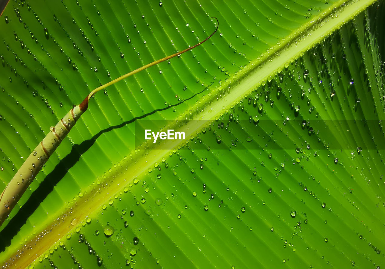 Water droplets on the surface of the leaves