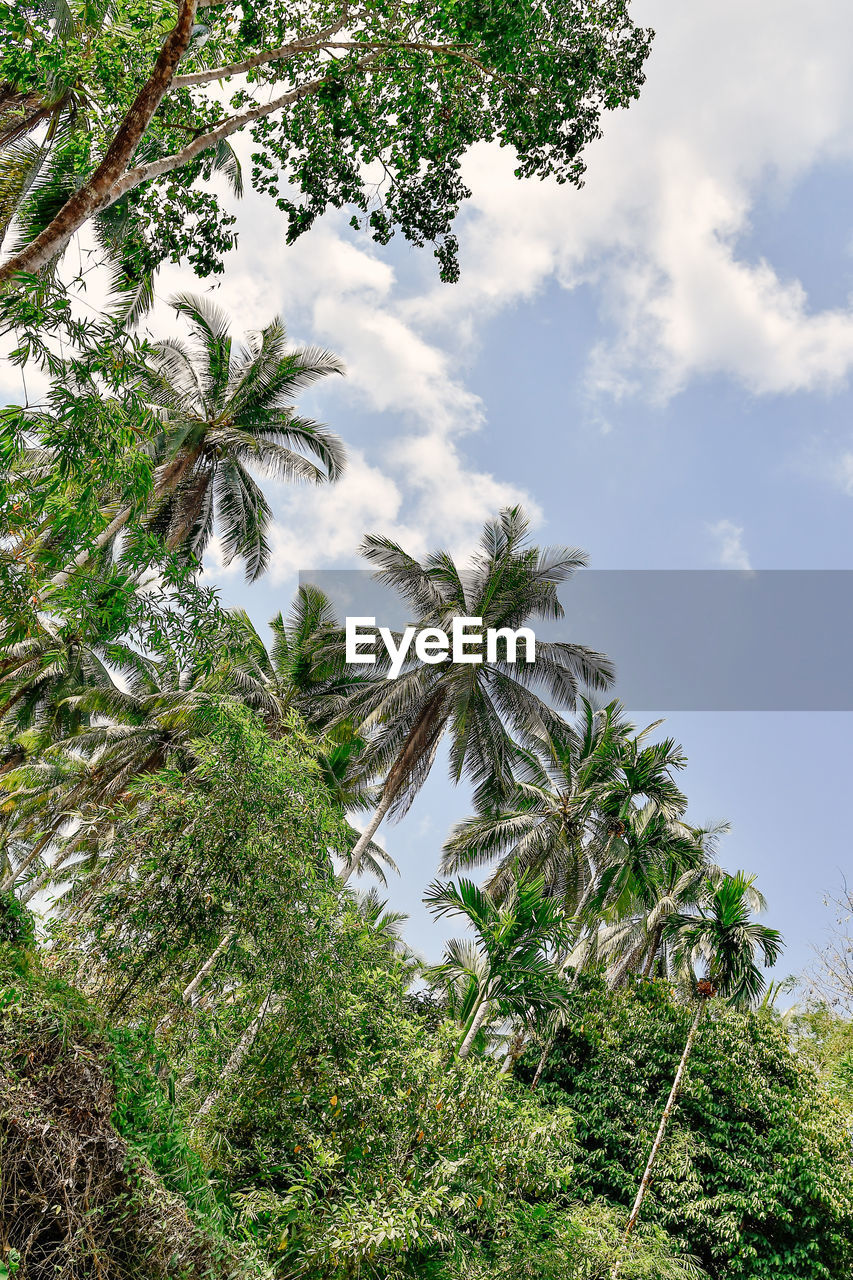 LOW ANGLE VIEW OF TREES AGAINST SKY