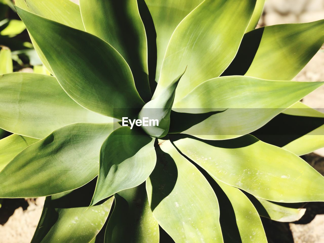 FULL FRAME SHOT OF SUCCULENT PLANTS