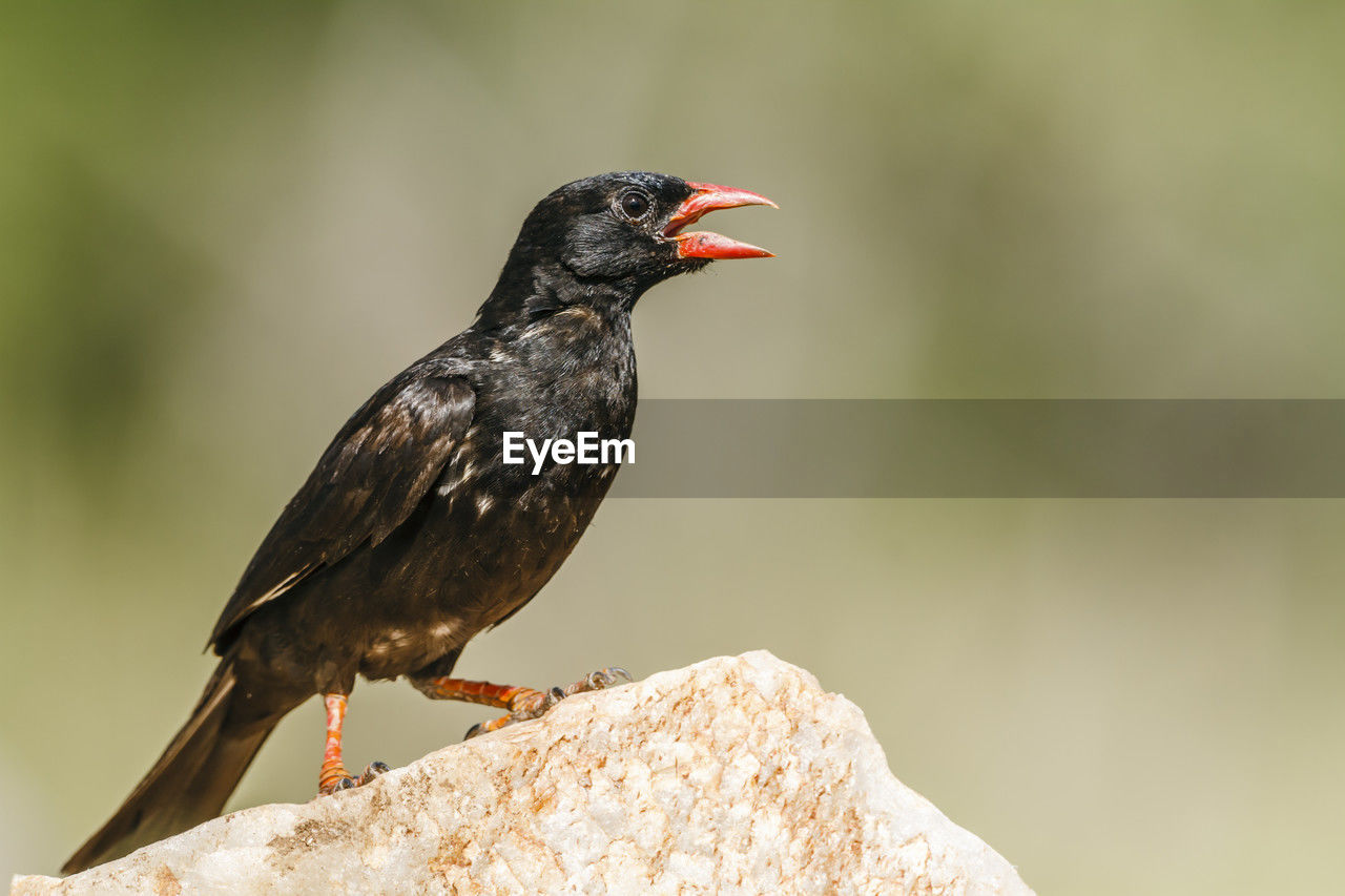 close-up of bird perching on twig