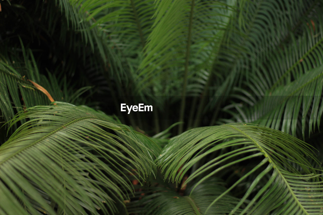 Fern background