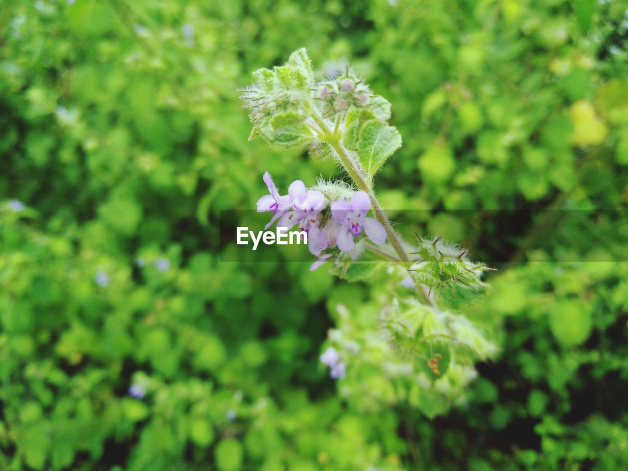 CLOSE-UP OF PURPLE FLOWERS ON PLANT