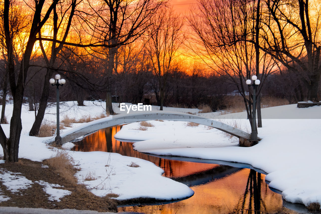 SNOW COVERED BARE TREES AND PLANTS DURING WINTER