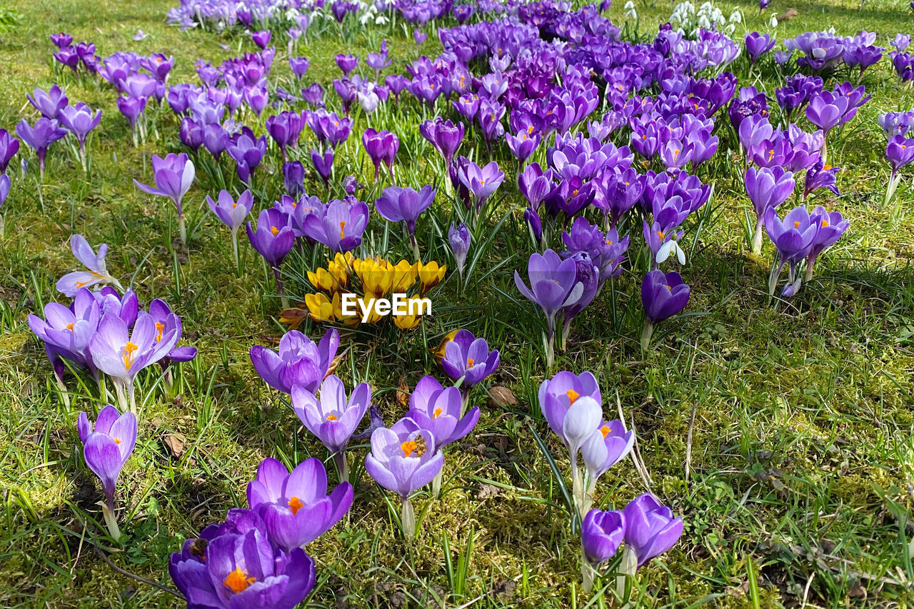 flowering plant, plant, flower, purple, beauty in nature, freshness, fragility, growth, field, land, nature, crocus, petal, iris, day, flower head, inflorescence, no people, close-up, meadow, high angle view, grass, wildflower, springtime, outdoors, botany, green