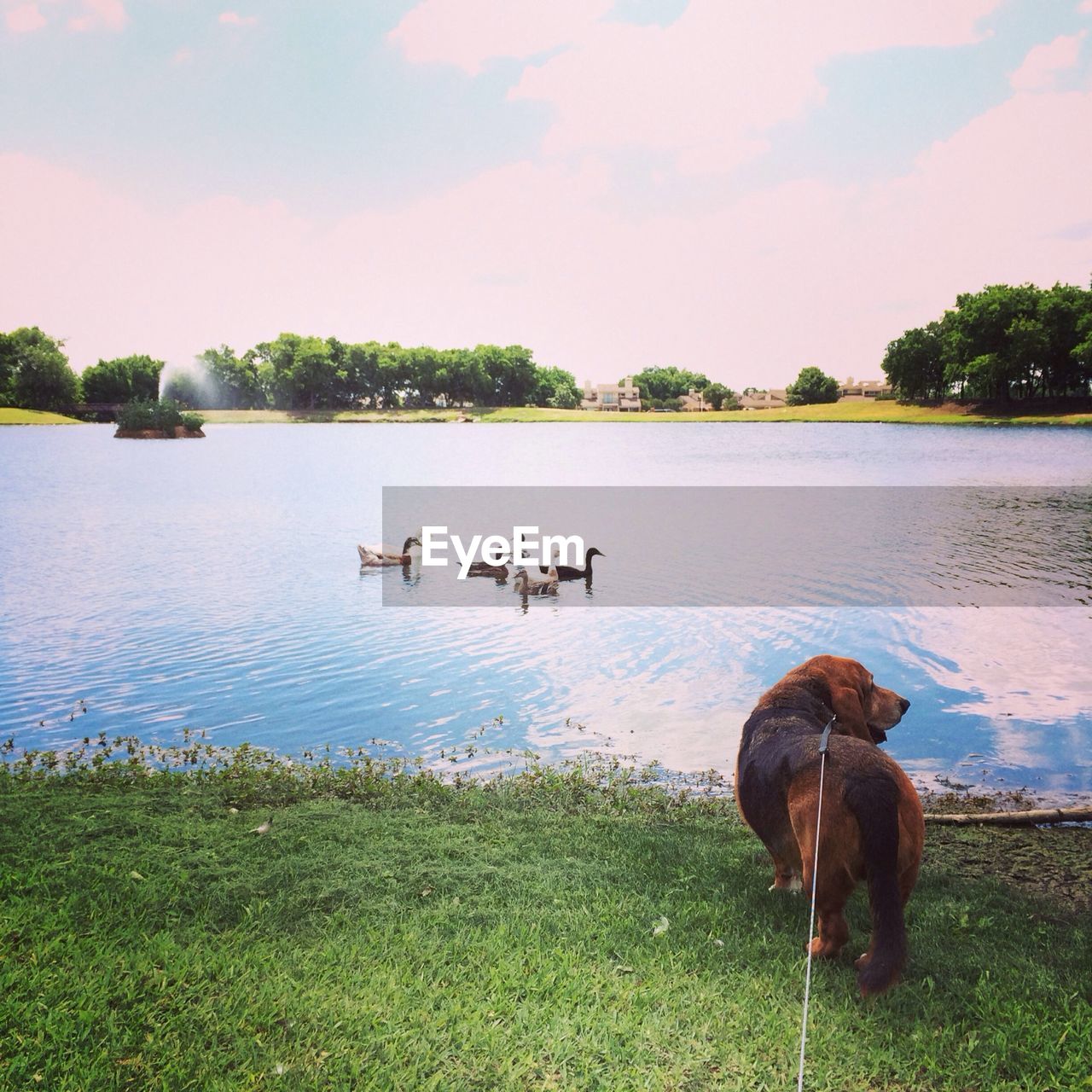 Brown dog standing at lakeshore against sky