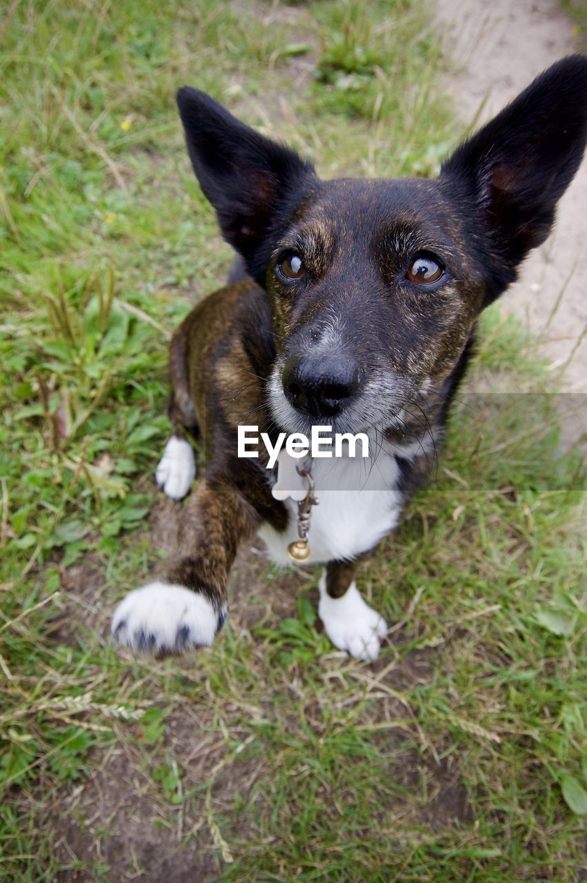 animal themes, pet, dog, one animal, animal, mammal, domestic animals, canine, grass, portrait, plant, looking at camera, puppy, no people, day, nature, australian cattle dog, german shepherd, field, land, outdoors, high angle view, young animal