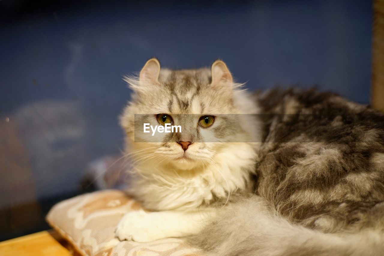 CLOSE-UP PORTRAIT OF CAT RELAXING ON BED