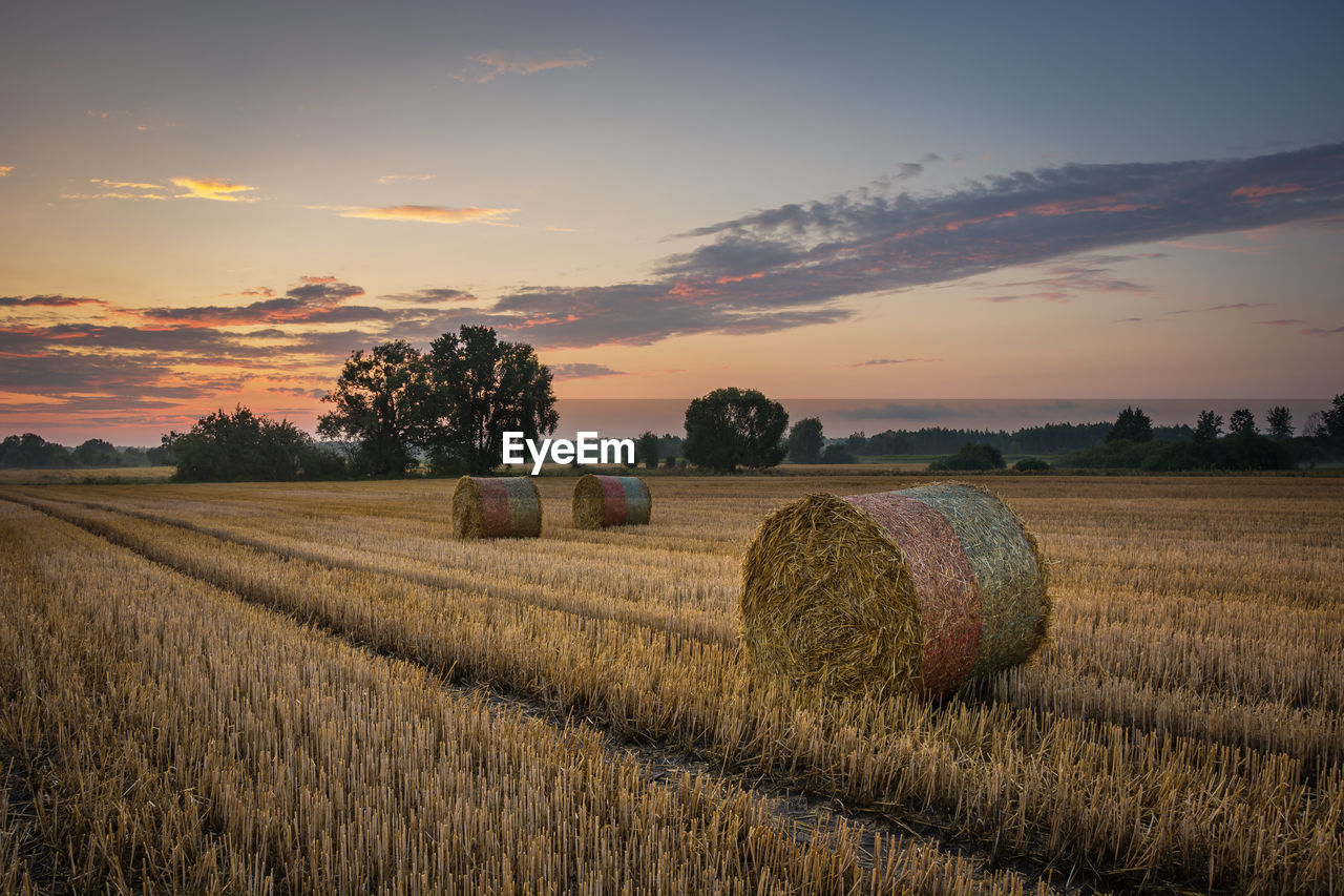 Circles of hay in the field after haymaking, evening sky
