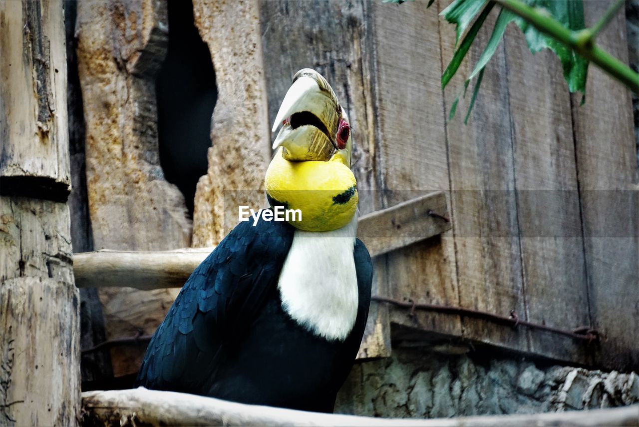 Close-up of hornbill perching on wood