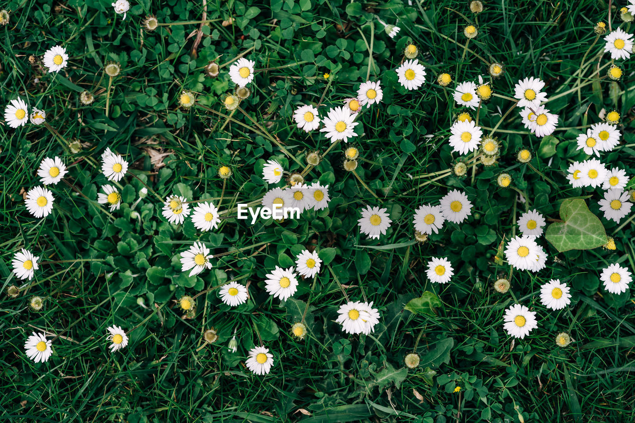 HIGH ANGLE VIEW OF FLOWERING PLANTS GROWING ON FIELD