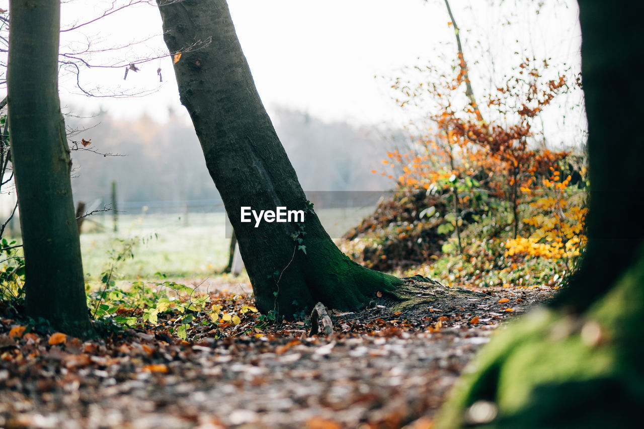 Low section of tree against sky