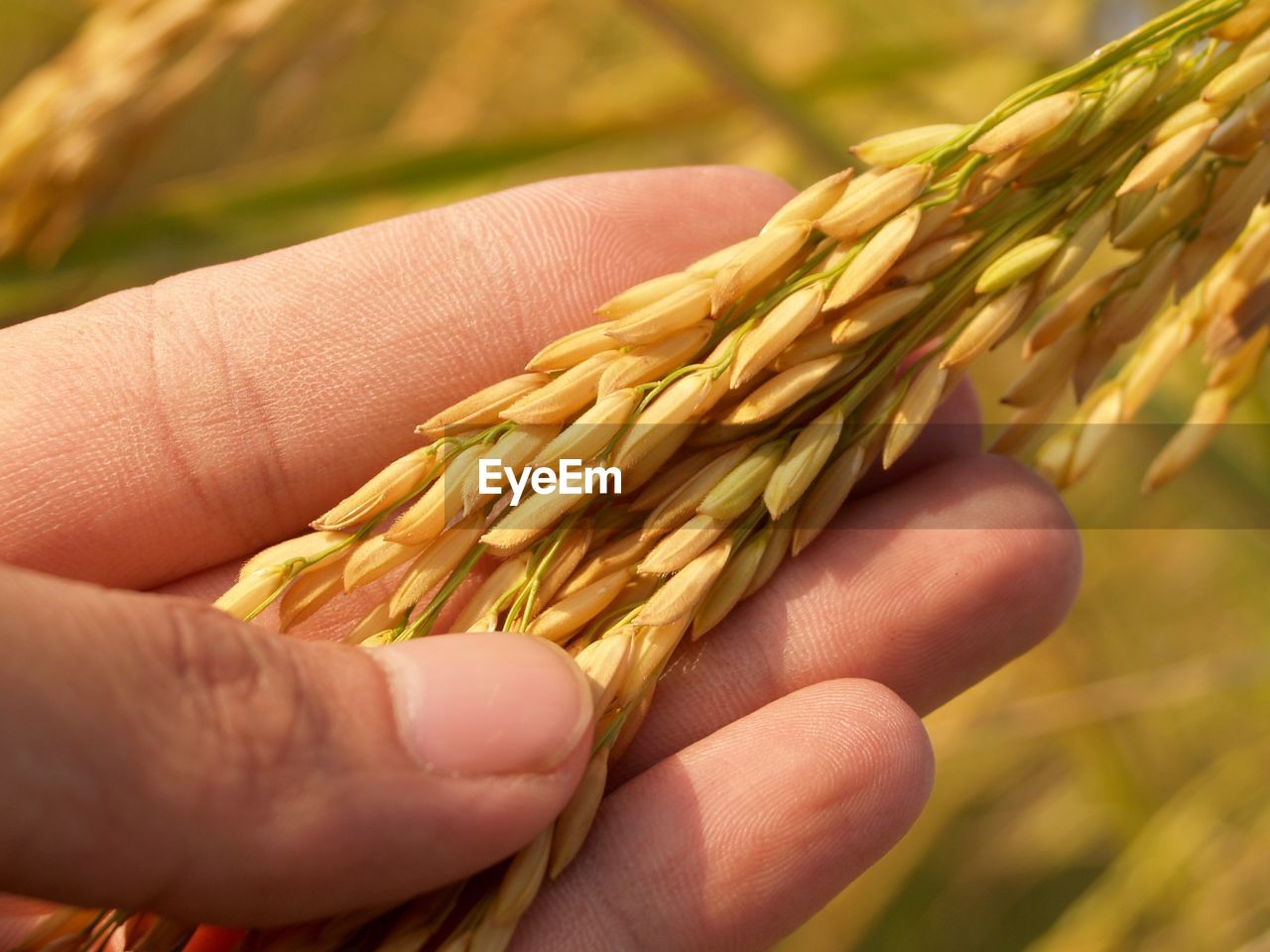 close-up of hand holding wheat