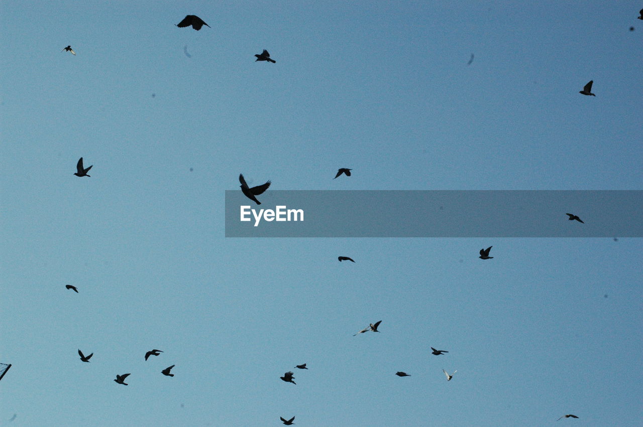 Low angle view of silhouette birds flying in clear blue sky