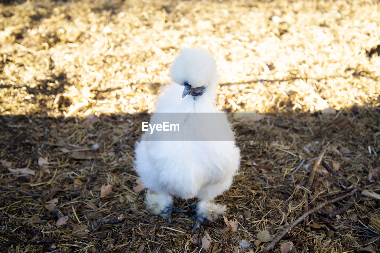 high angle view of bird on field