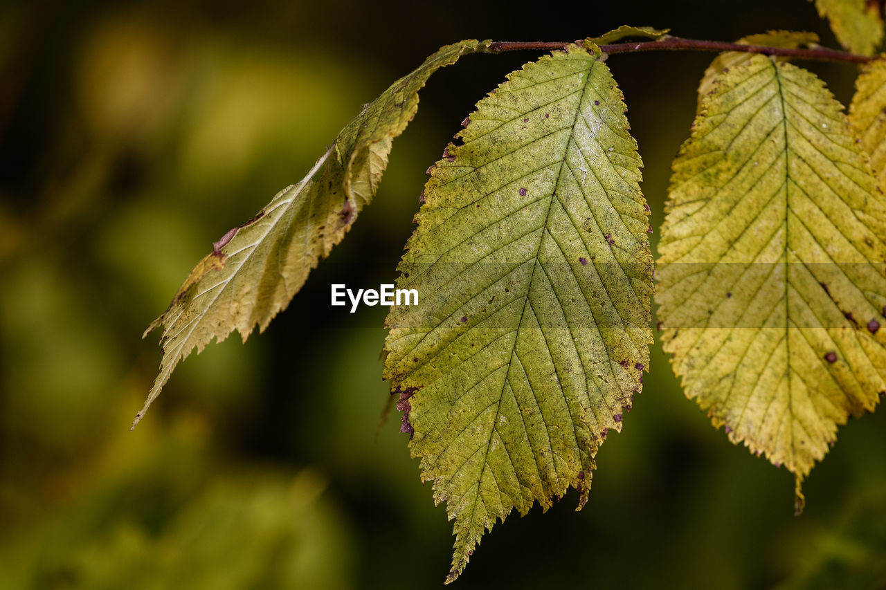 Close-up of green leaves